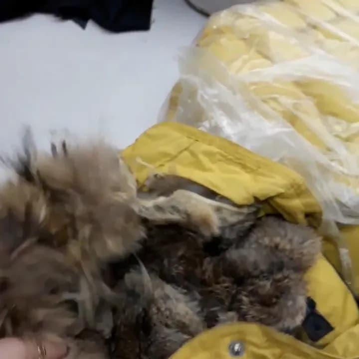 Replacing fur trim damaged by dry cleaning