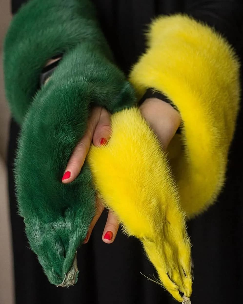 Green and yellow dyed mink pelts held in the hands